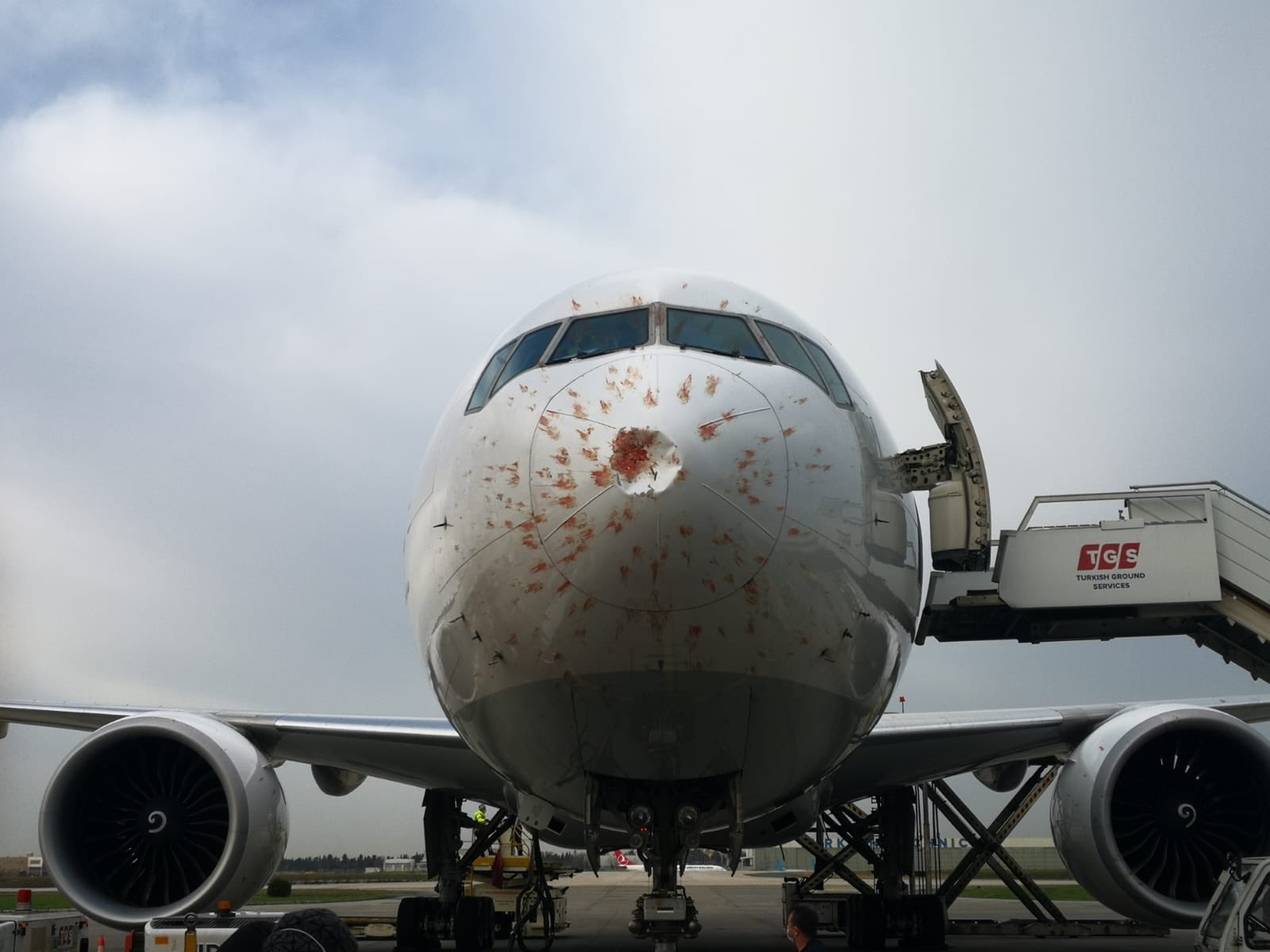 bird strike